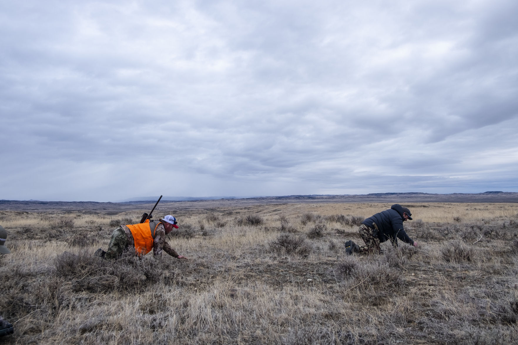 APR Bison Harvest